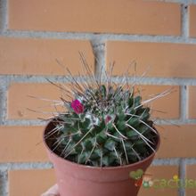 Una foto de Mammillaria compressa ssp centralifera