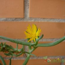 A photo of Malephora lutea  