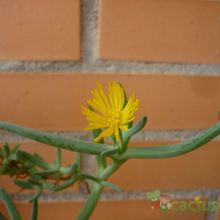 Una foto de Malephora lutea  