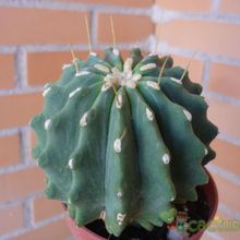 Una foto de Ferocactus glaucescens fma. inermis