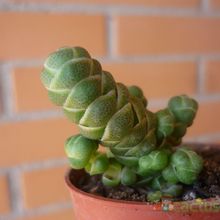 A photo of Crassula barklyi