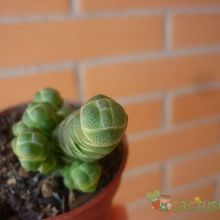 A photo of Crassula barklyi