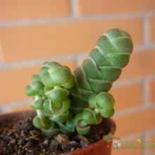 A photo of Crassula barklyi