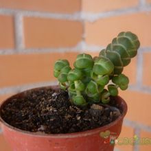 A photo of Crassula barklyi