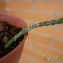 A photo of Cynanchum marnierianum  