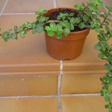 Una foto de Portulacaria afra