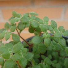 Una foto de Crassula expansa ssp. fragilis
