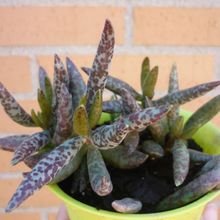 Una foto de Adromischus filicaulis