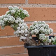 Una foto de Mammillaria gracilis