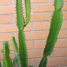 Una foto de Euphorbia triangularis