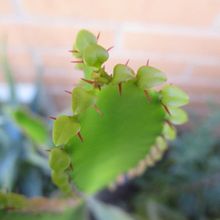 Una foto de Euphorbia triangularis