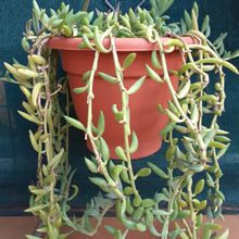 Una foto de Senecio radicans