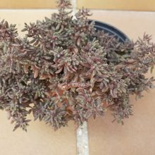 A photo of Crassula humbertii  
