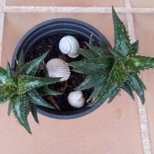 A photo of Aloe jucunda
