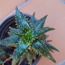 A photo of Aloe jucunda