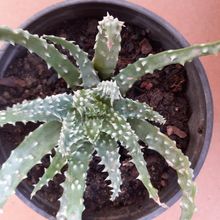 A photo of Aloe humilis  