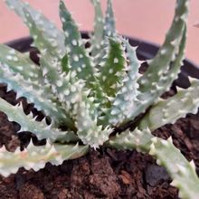 A photo of Aloe humilis  