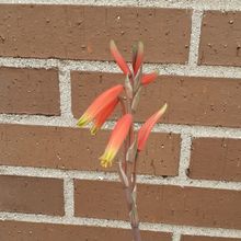 A photo of Aloe humilis  