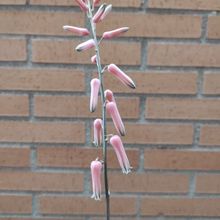 A photo of Aloe jucunda