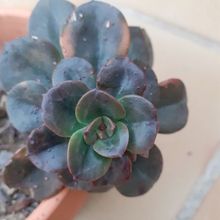 Una foto de Echeveria Chroma