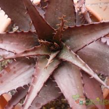 A photo of Aloe broomii