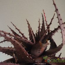 A photo of Aloe broomii