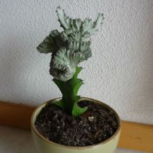 A photo of Euphorbia lactea fma. crestada variegada