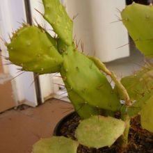A photo of Brasiliopuntia brasiliensis
