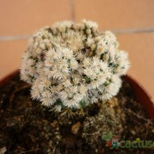 Una foto de Mammillaria gracilis cv. Arizona Snowcap