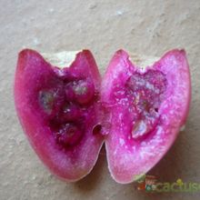 Una foto de Opuntia humifusa var. humifusa