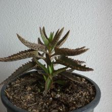 A photo of Bryophyllum x houghtonii