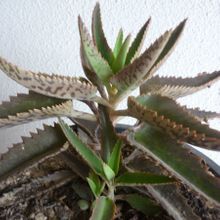 A photo of Bryophyllum x houghtonii