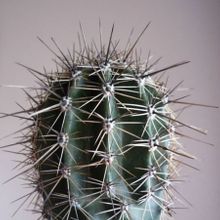 Una foto de Carnegiea gigantea