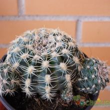 A photo of Gymnocalycium bruchii