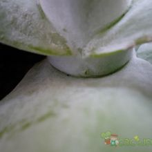 Una foto de Cotyledon macrantha