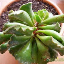 A photo of Adromischus cristatus