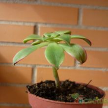 Una foto de Aeonium haworthii cv kiwi