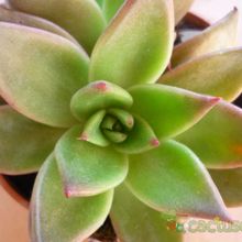 A photo of Echeveria agavoides 
