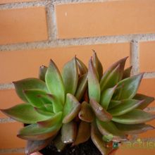 A photo of Echeveria agavoides 