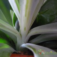 Una foto de Kleinia amaniensis