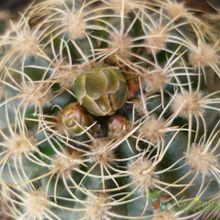 A photo of Gymnocalycium bruchii