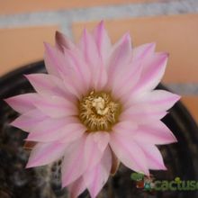 A photo of Gymnocalycium bruchii