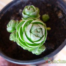 A photo of Crassula cv. Emerald