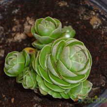 A photo of Crassula cv. Emerald
