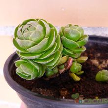 A photo of Crassula cv. Emerald