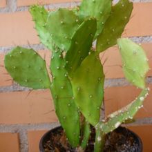A photo of Brasiliopuntia brasiliensis