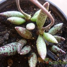 Una foto de Adromischus filicaulis