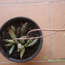Una foto de Adromischus filicaulis