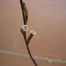 Una foto de Adromischus filicaulis