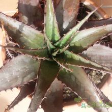 A photo of Aloe broomii